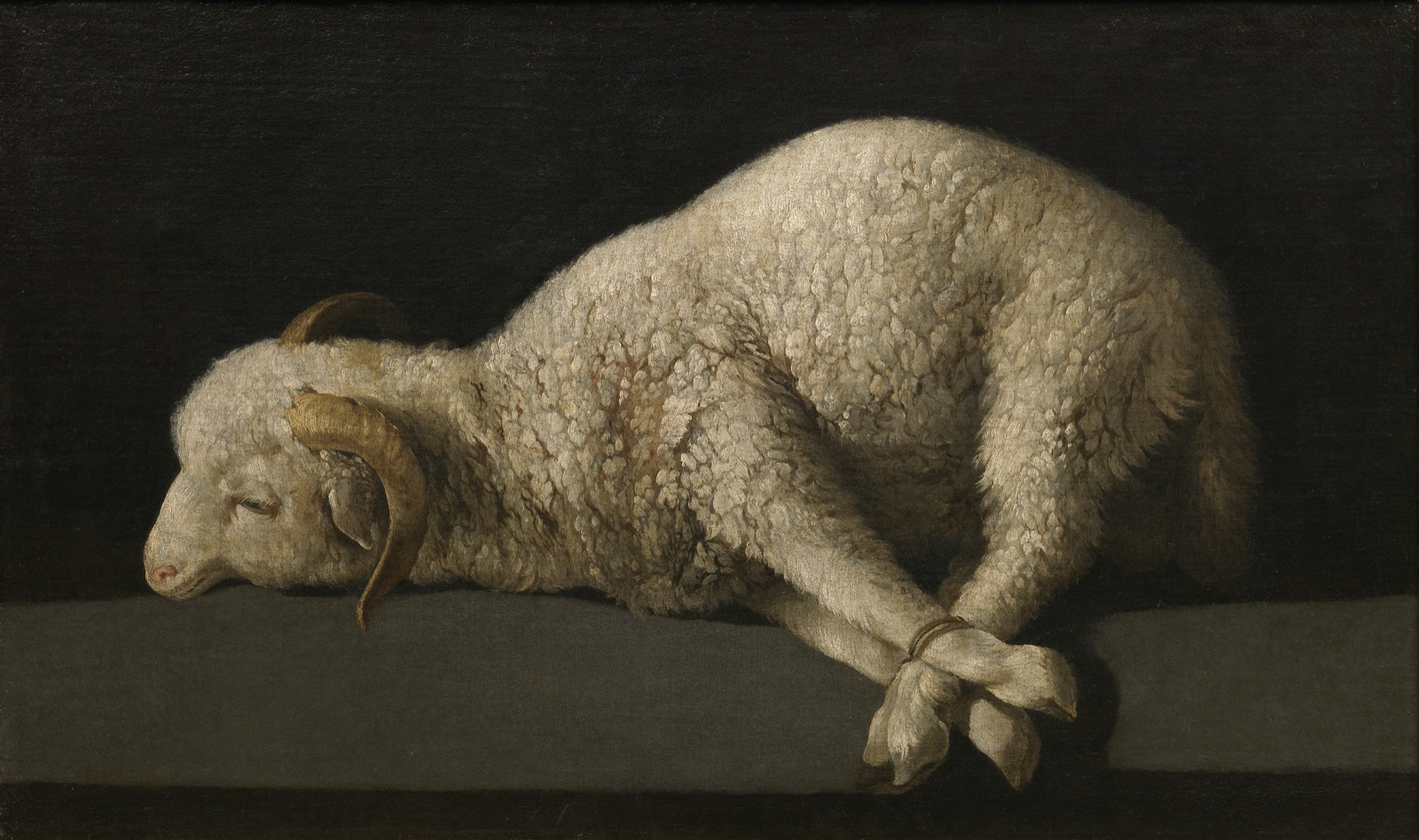 Agnus Dei by Francisco de Zurbaran: a bound lamb on a dark ground